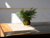 Handmade Moss Ball “Kokedama” | 手製苔玉