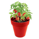 Bamboo Fiber Growing kit - Tomato | 竹纖維花盆系列 - 蕃茄種植套裝